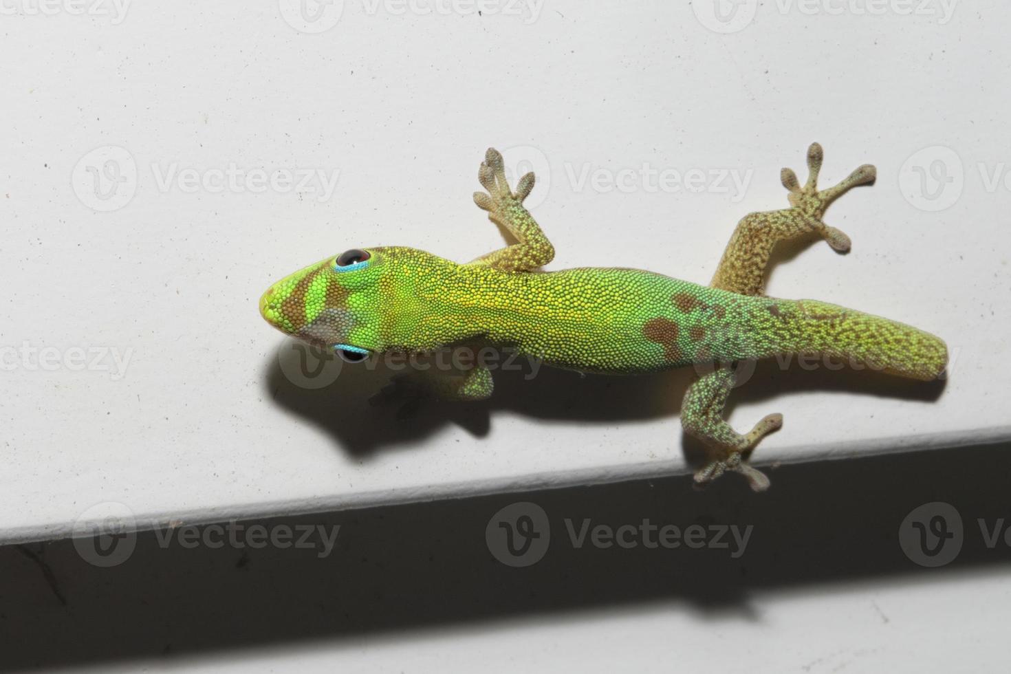 lagartixa do dia do pó de ouro enquanto olha para você foto