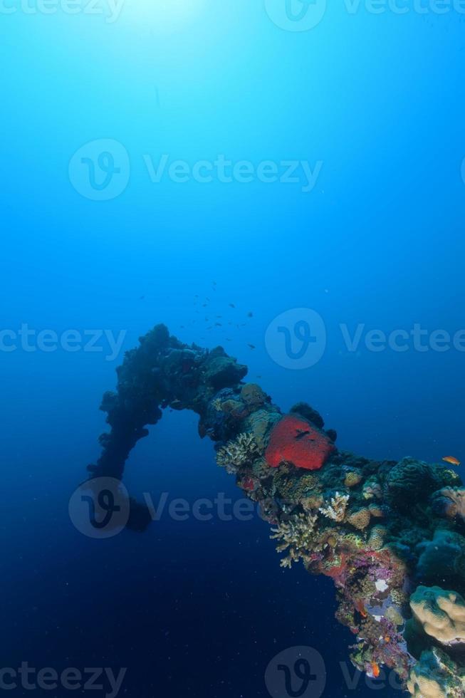 corais do mar vermelho e peixes no fundo azul foto