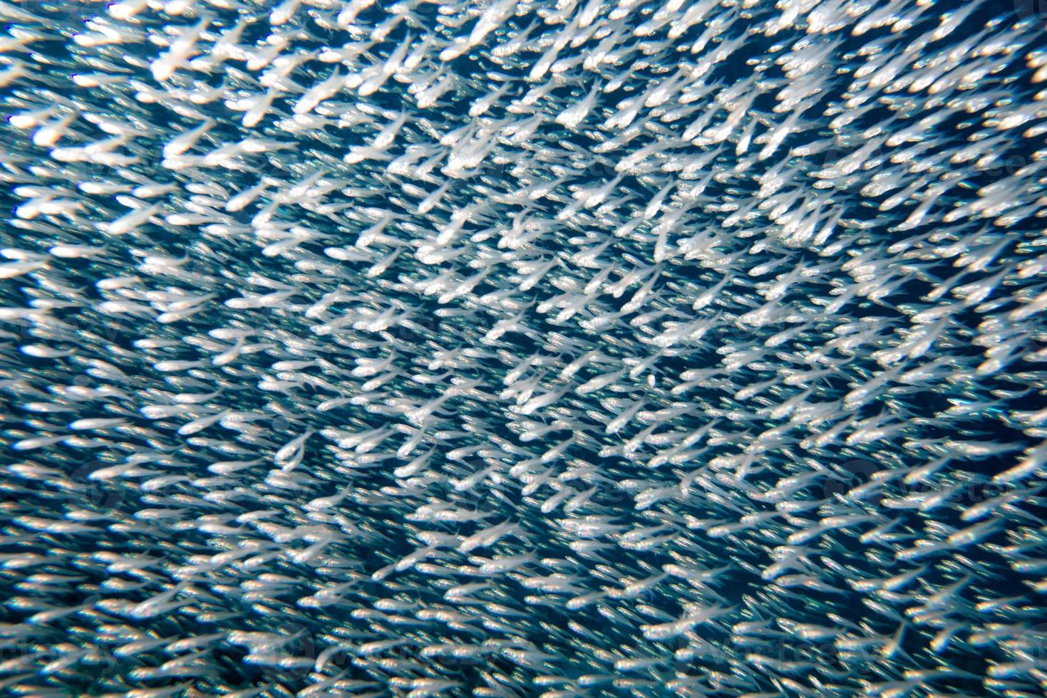 peixes de vidro bola de isca gigante movendo-se debaixo d'água foto