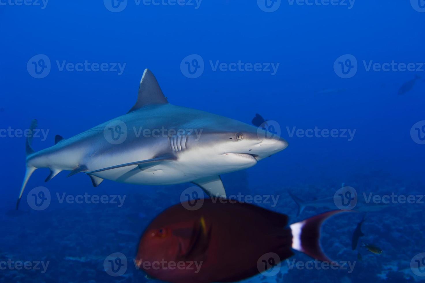 uma mandíbula de tubarão cinza pronta para atacar o retrato de perto subaquático foto