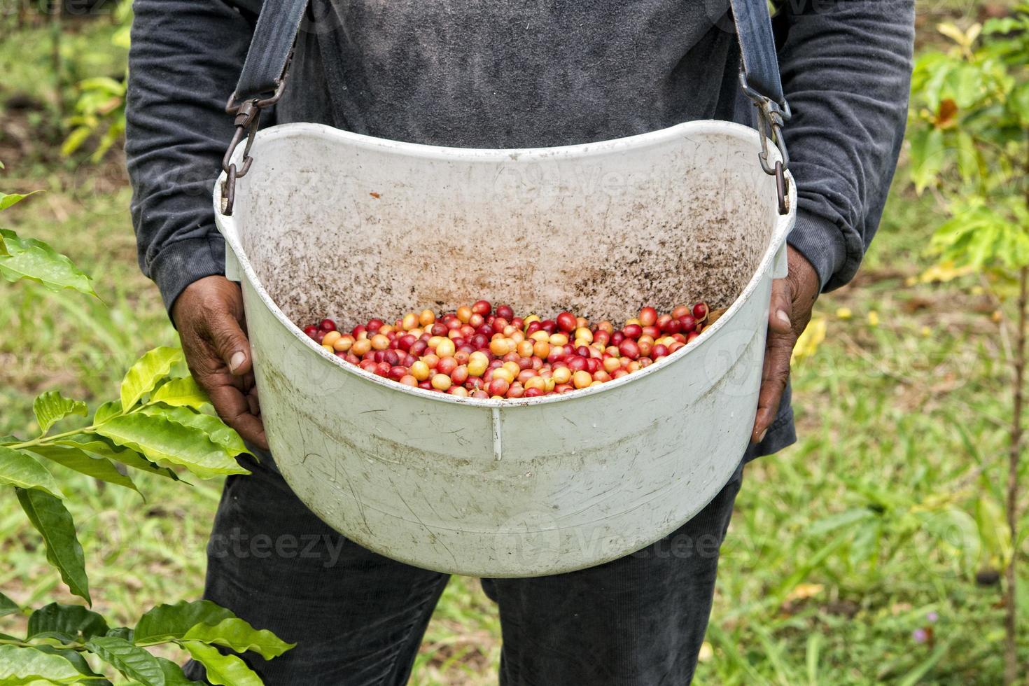 sementes de café maduras kona havaí foto