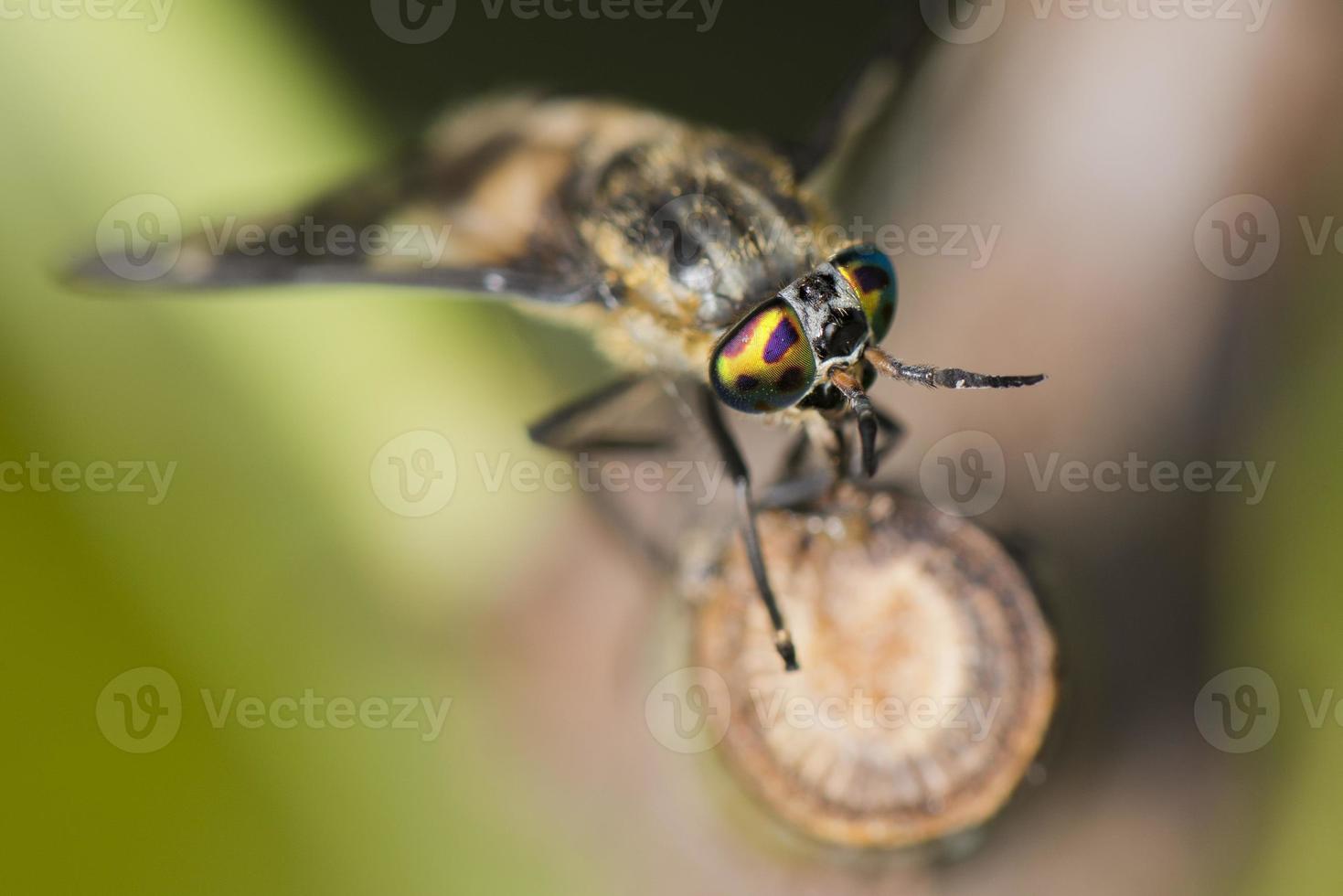 olho multicolorido de abelha vespa foto