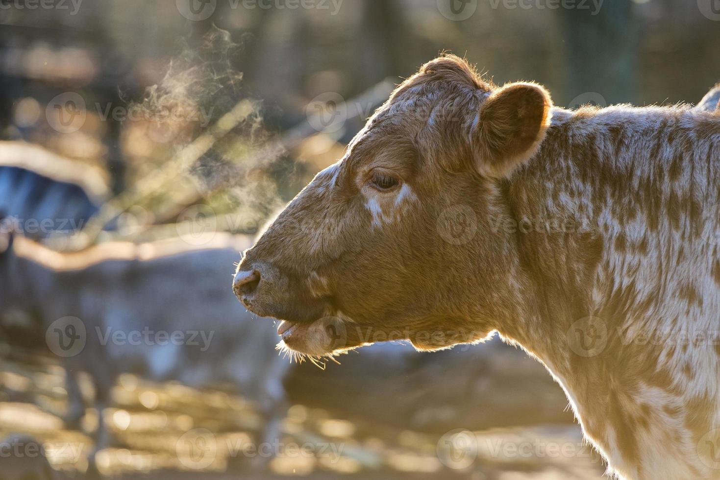 um retrato de vaca no inverno foto