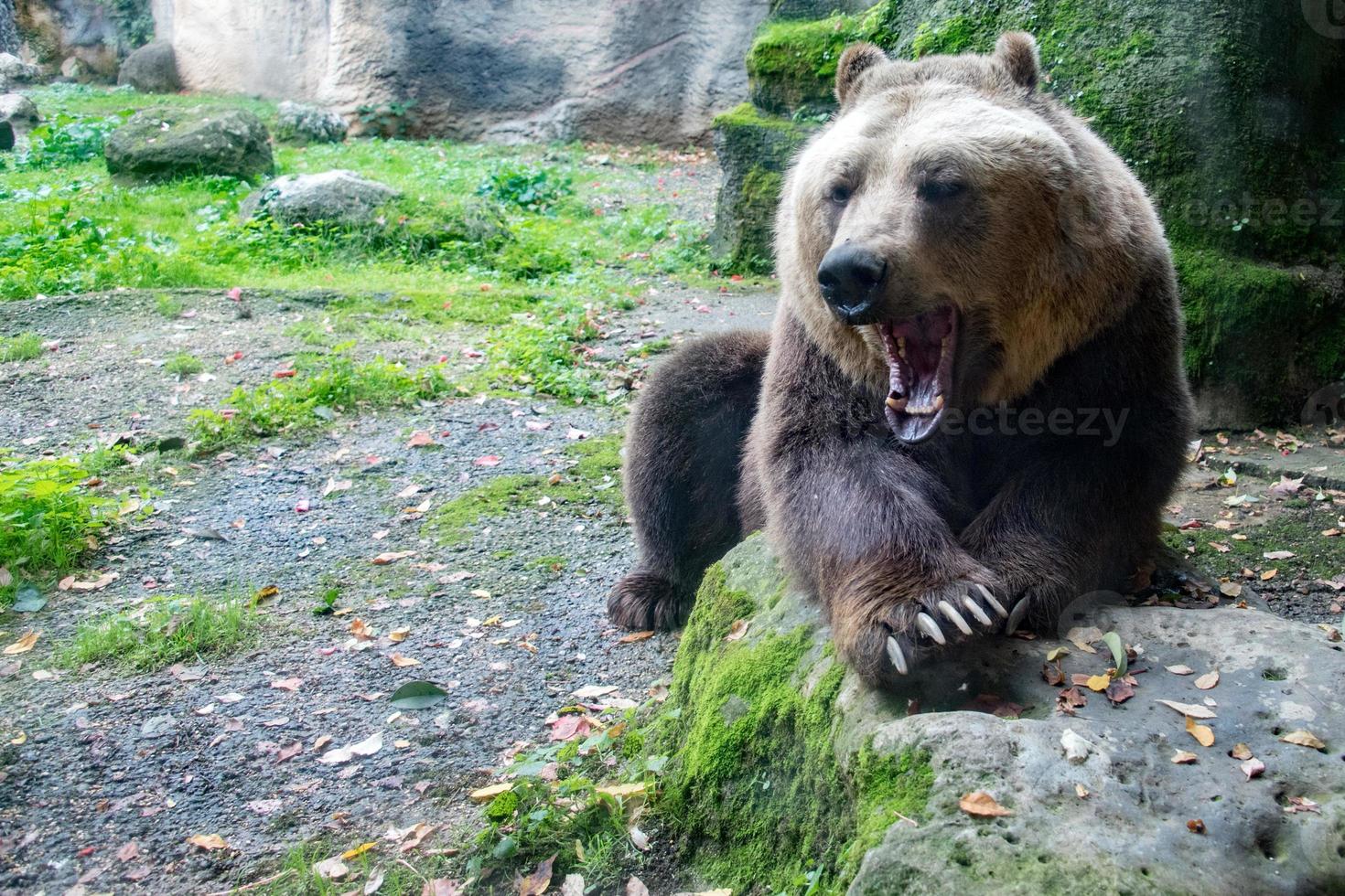 urso pardo pardo no fundo da floresta foto