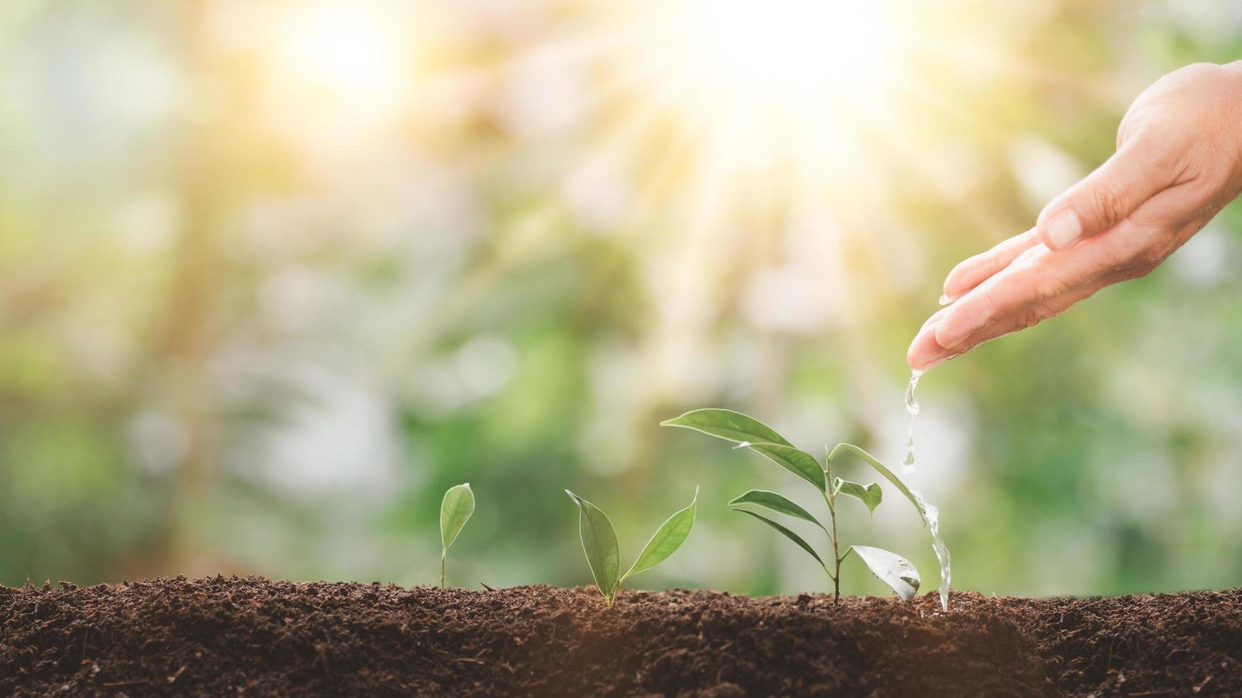 mãos derramando água nas árvores, crescimento financeiro e ideias de investimento. renda sustentável e planejamento de lucros preparação para aposentadoria gestão de fundos futuros foto