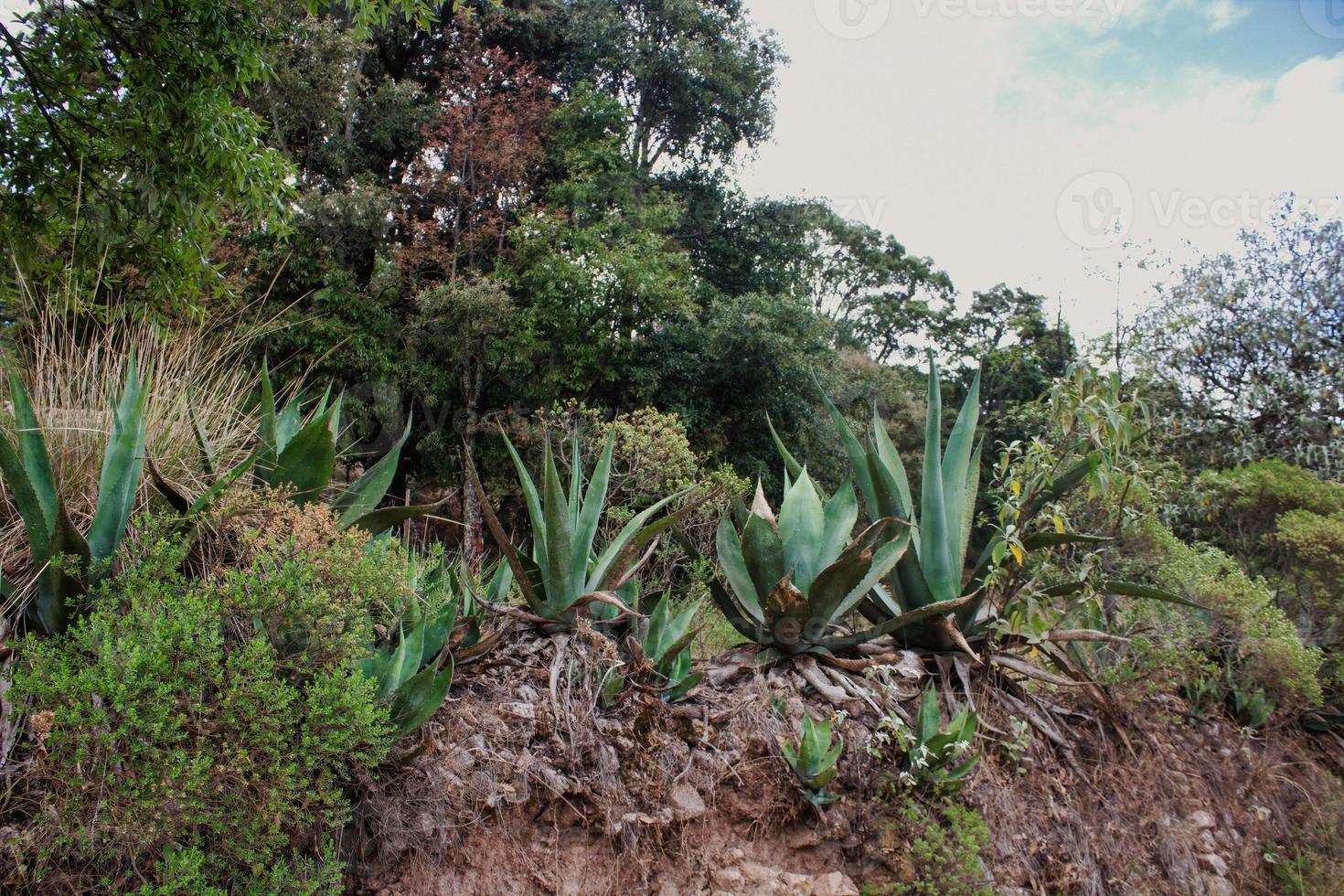 paisagem mexicana com agaves foto