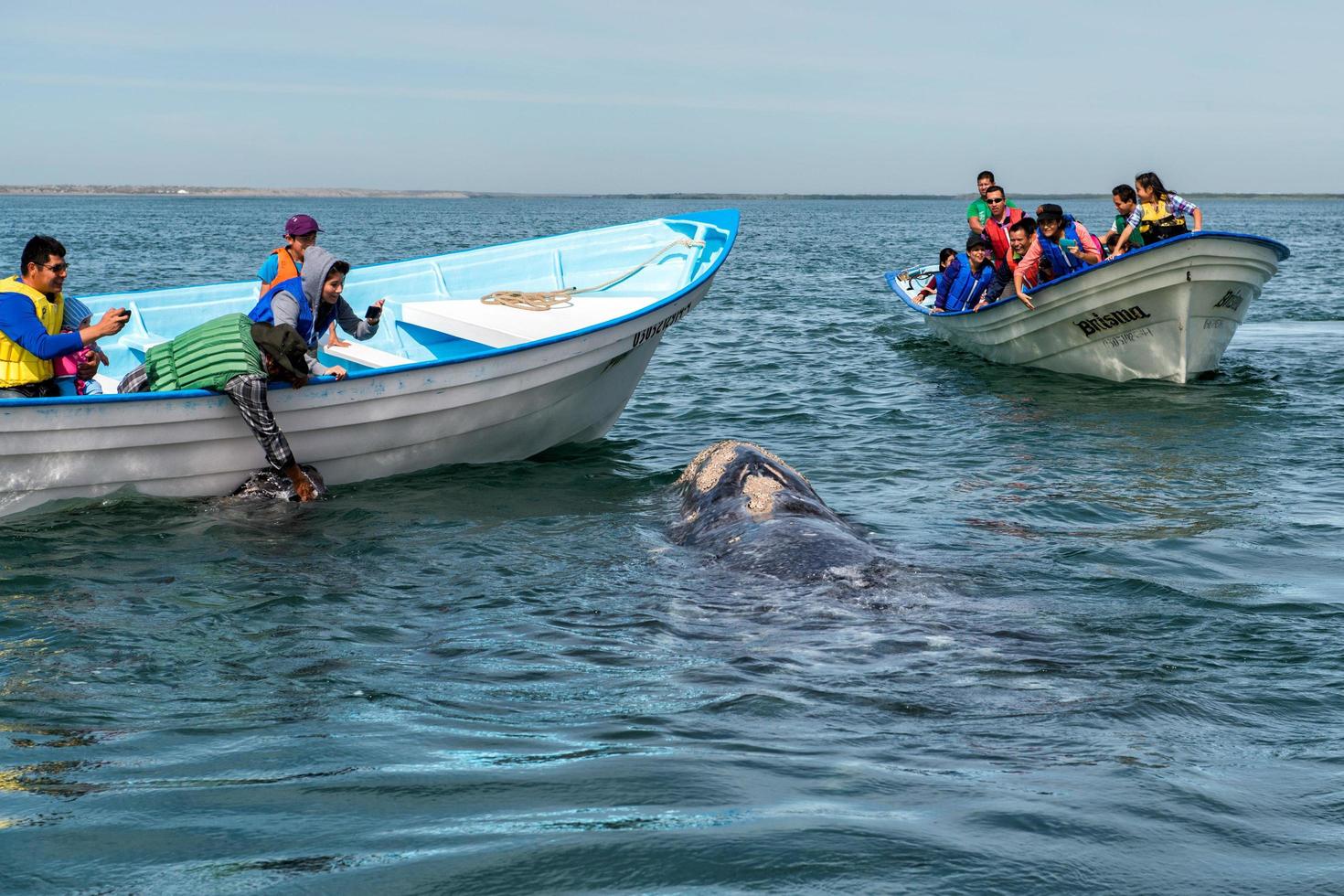 alfredo lopez mateos - méxico - 5 de fevereiro de 2015 - baleia cinzenta se aproximando de um barco foto