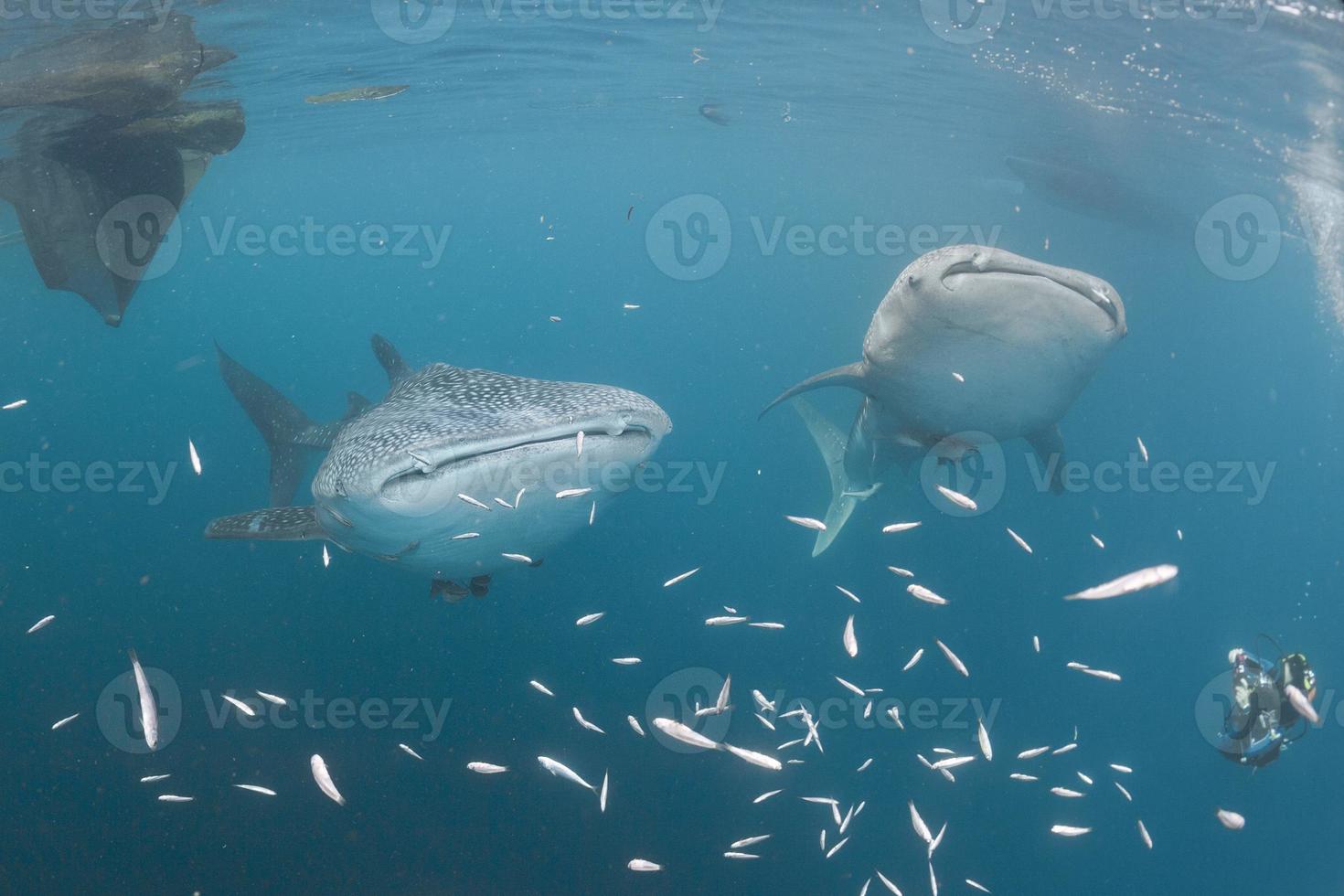 tubarão-baleia debaixo d'água se aproximando de um mergulhador sob um barco no mar azul profundo foto