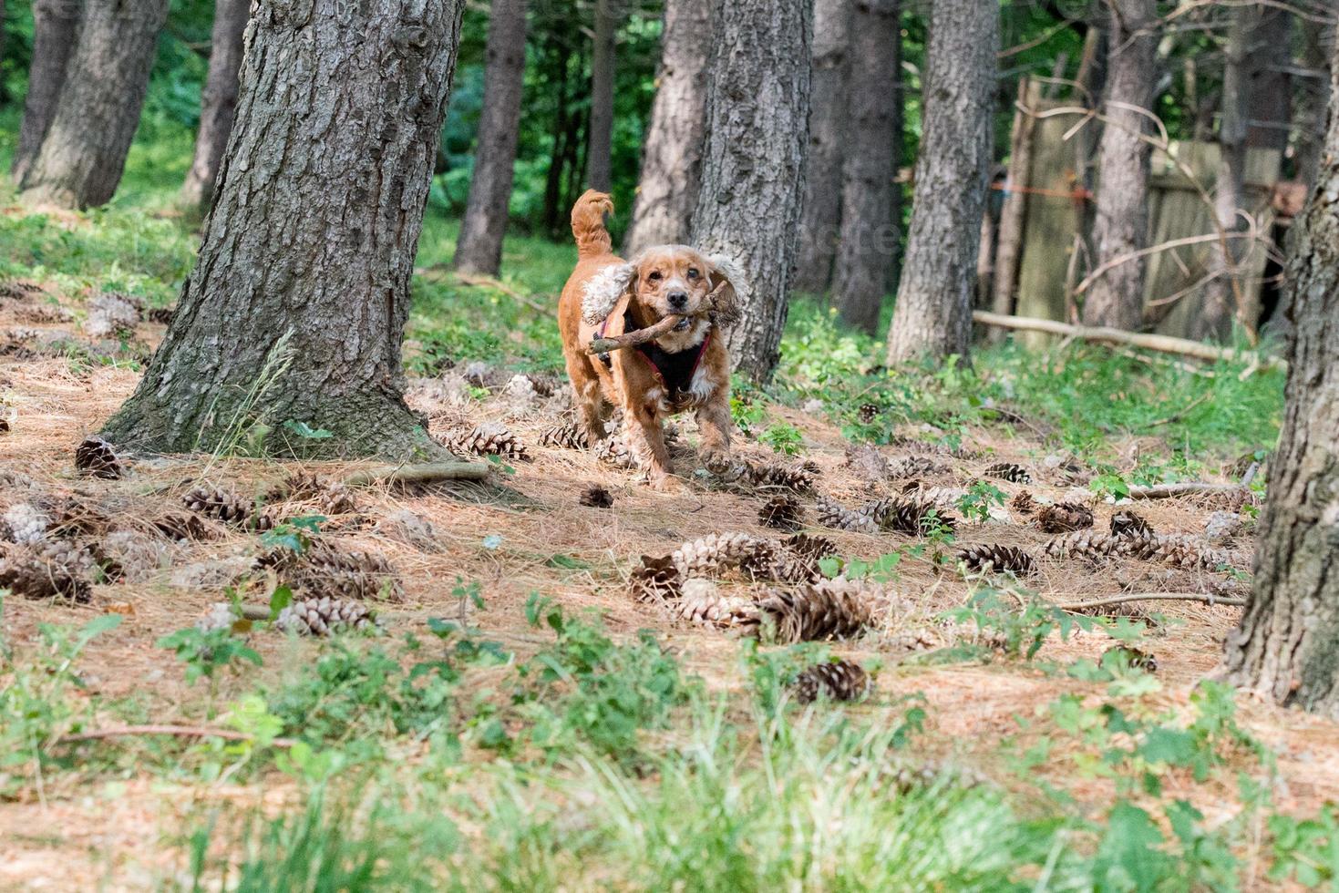 jovem cachorrinho cocker spaniel inglês enquanto corre na grama foto