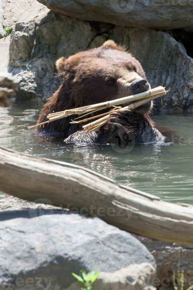 urso pardo pardo brincando na água foto