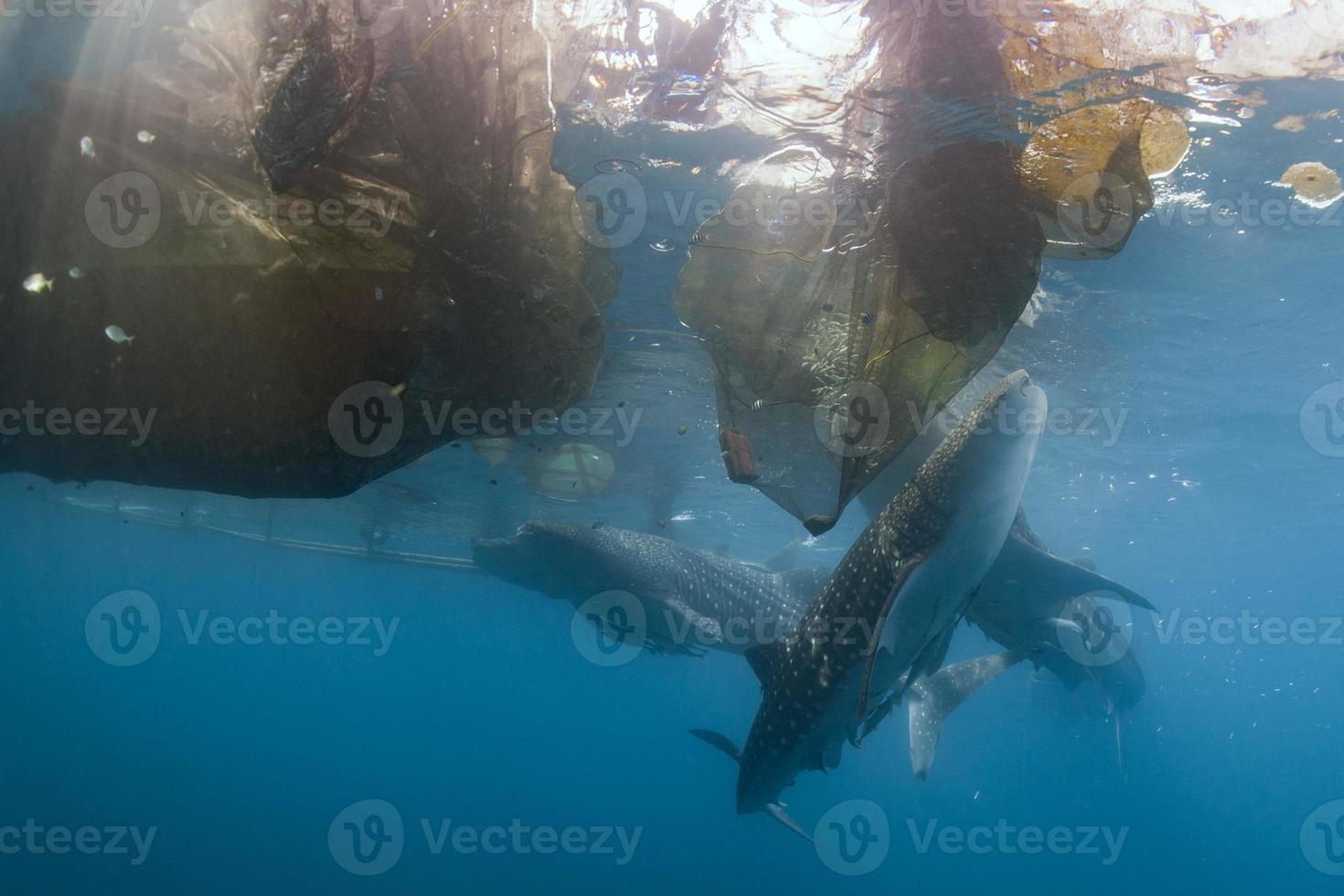 tubarão-baleia sob a plataforma de pescadores em papua foto