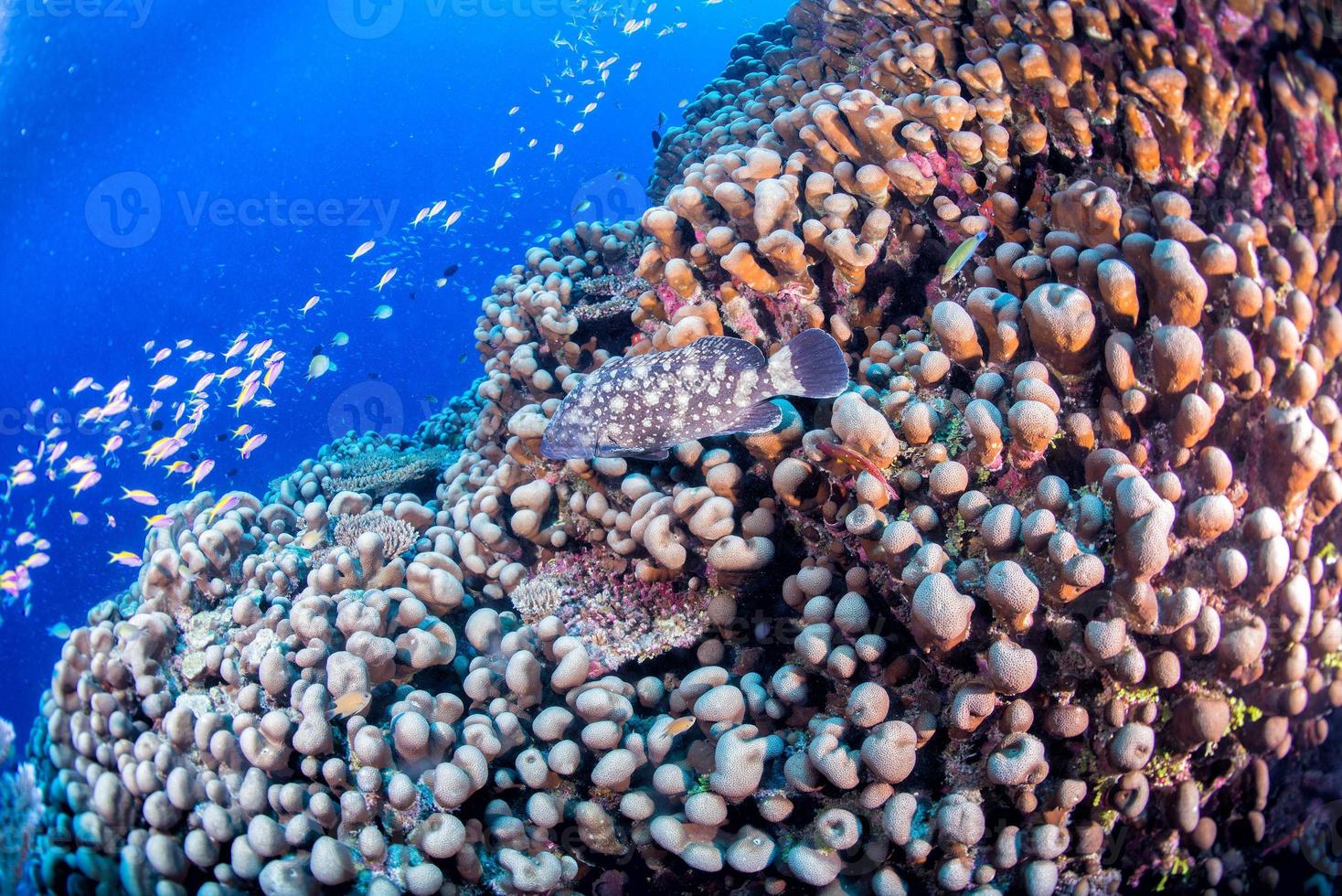 maldivas casa de corais para peixes foto