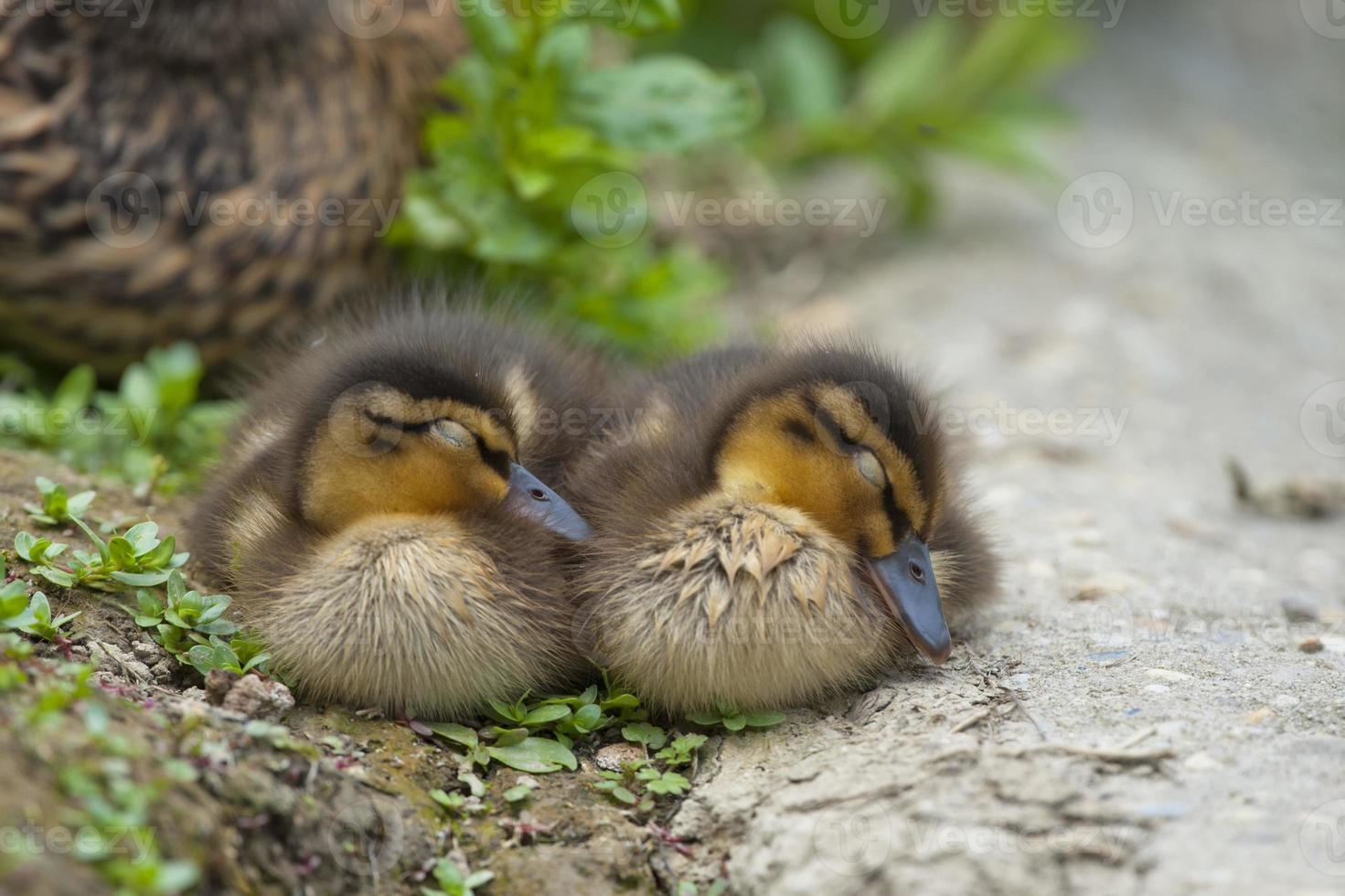 dois filhotes de pato enquanto dorme foto