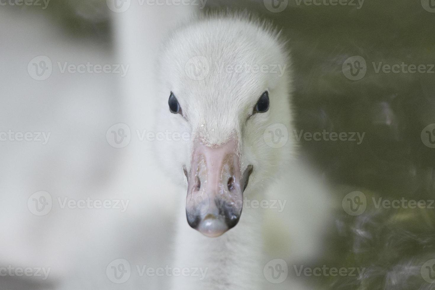 retrato de jovem cisne de cachorrinho isolado olhando para você foto