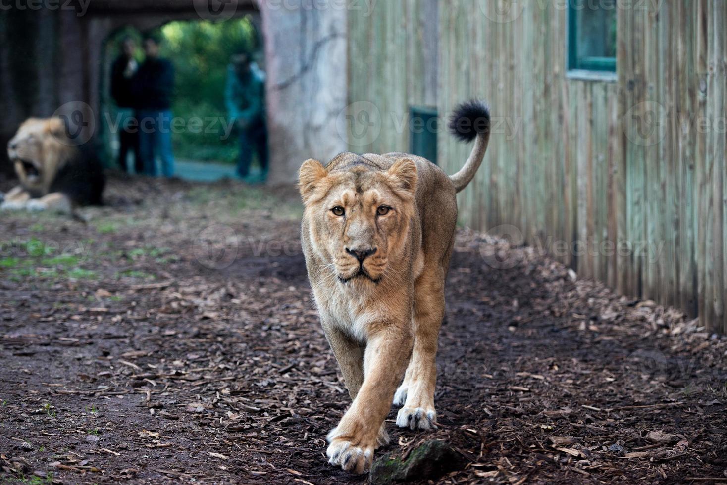 leão feminino no zoológico foto