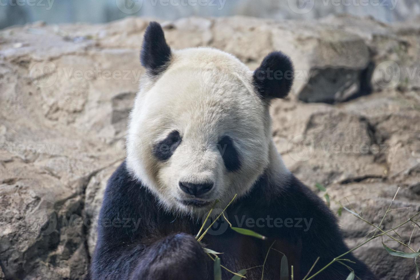 panda gigante comendo bambu foto