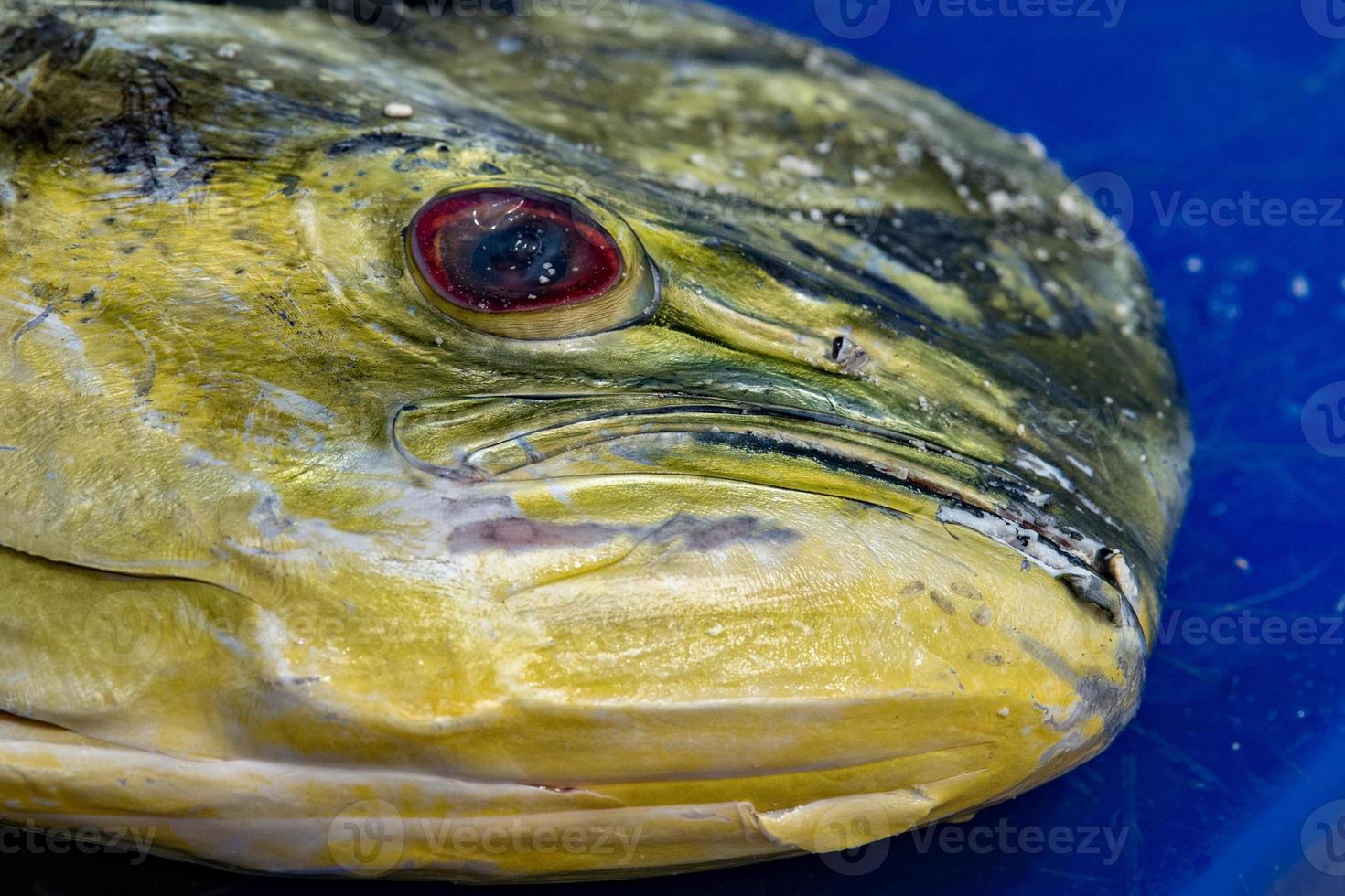 cabeça de peixe mahi mahi dorado foto