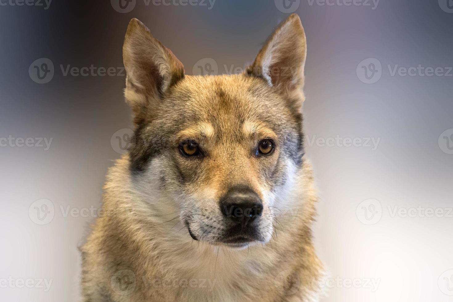 retrato de cachorro lobo tcheco relaxando e olhando foto