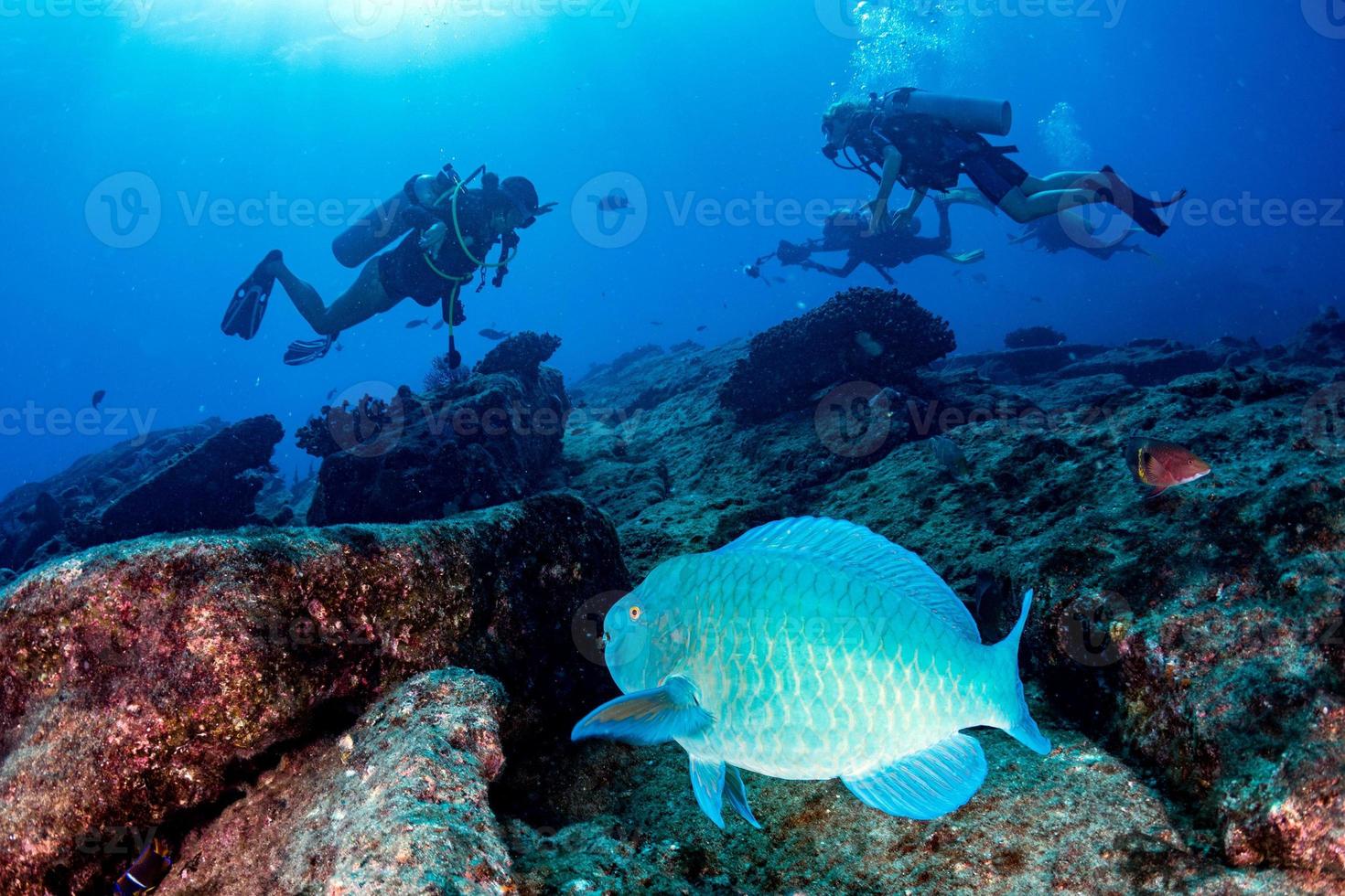 peixe papagaio debaixo d'água no parque nacional cabo pulmo méxico foto