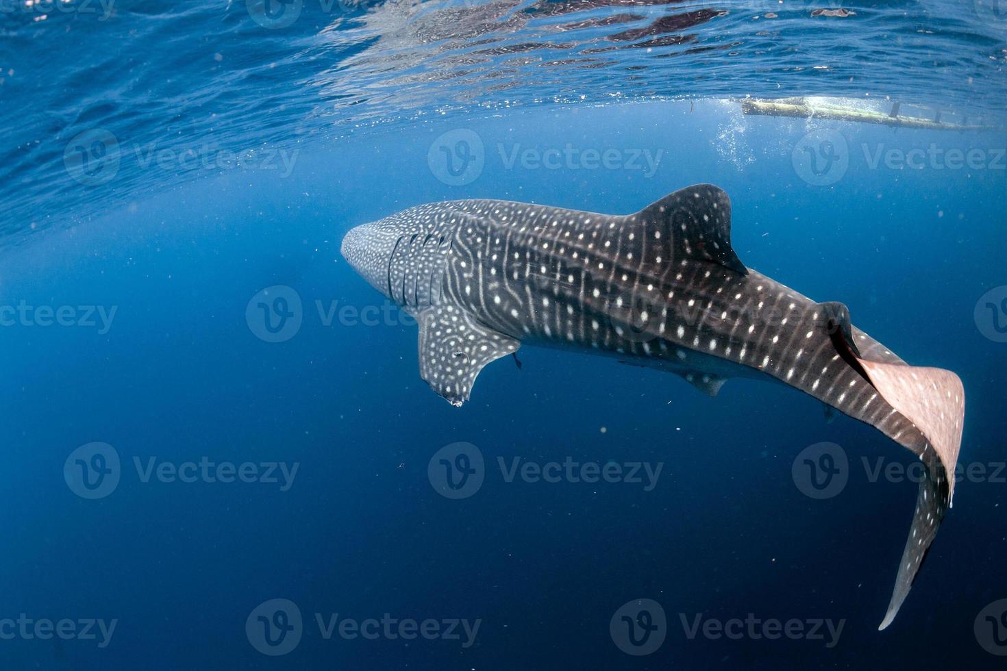 tubarão-baleia vindo até você debaixo d'água foto