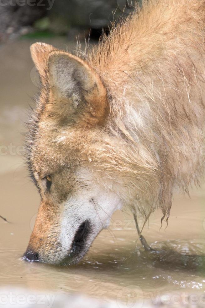 lobo cinzento comendo no fundo da floresta foto