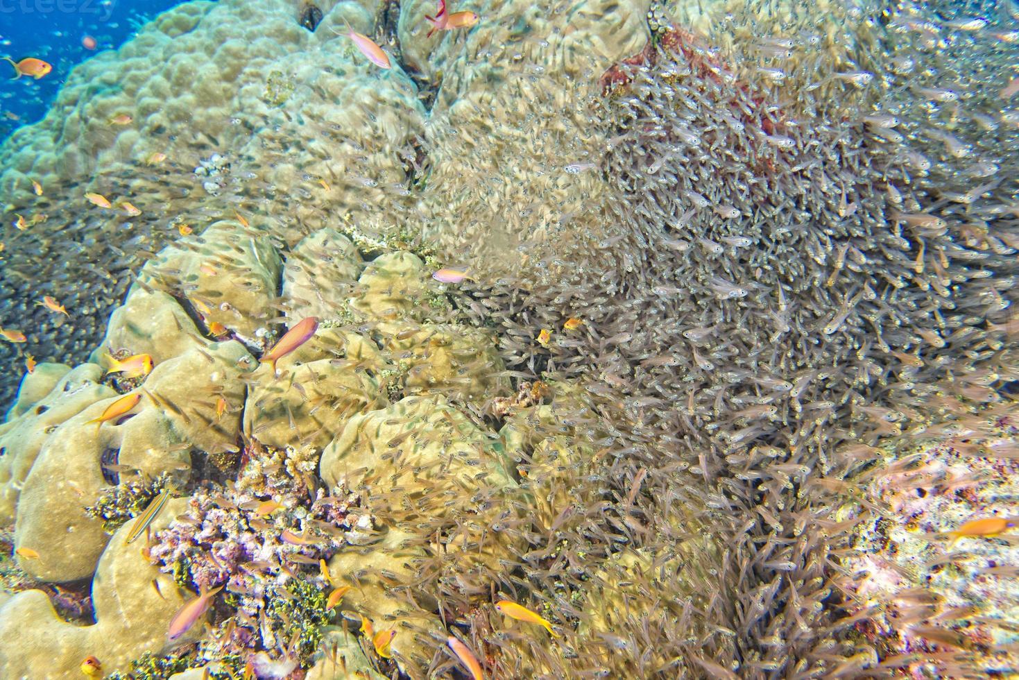 peixes de vidro bola de isca gigante movendo-se debaixo d'água foto