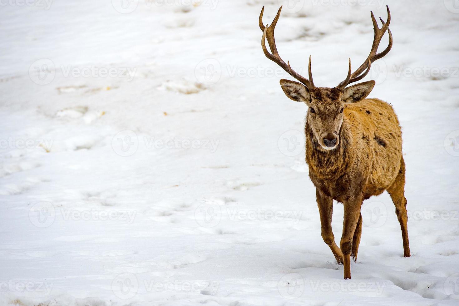 veado correndo na neve na época do natal foto