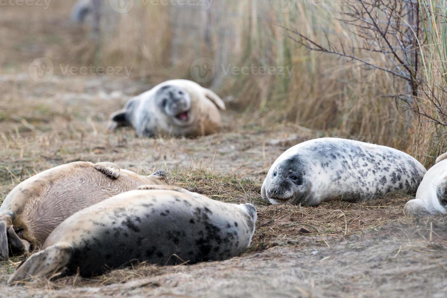 filhote de foca cinza enquanto olha para você foto