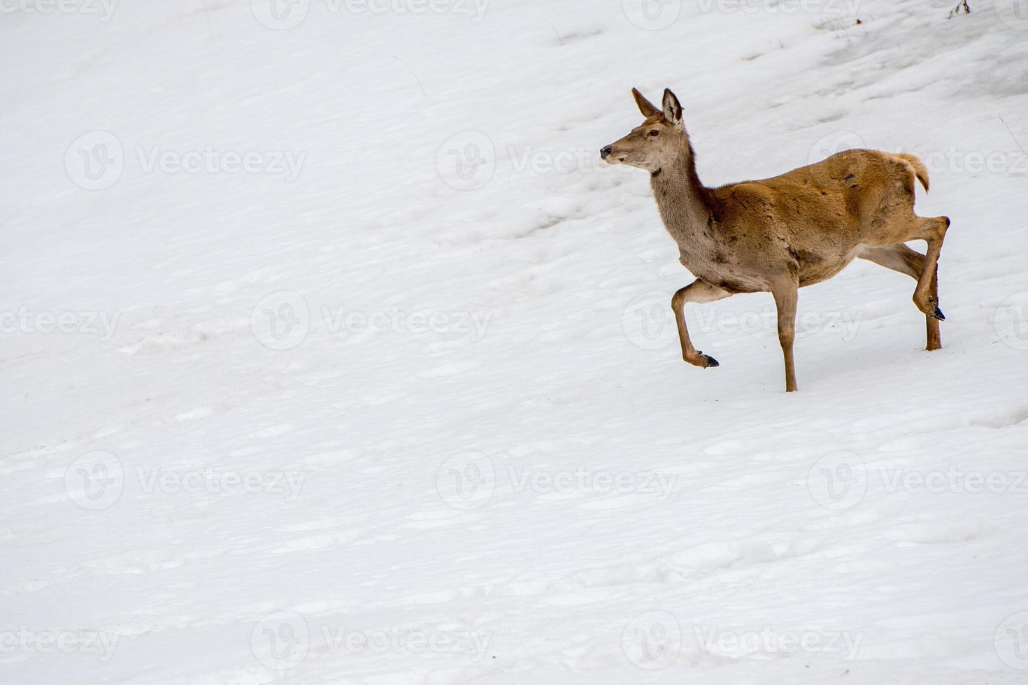 veado correndo na neve na época do natal foto