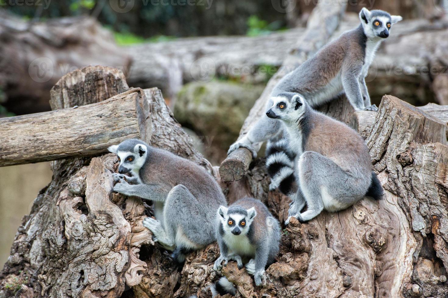 macaco lêmure em uma árvore foto