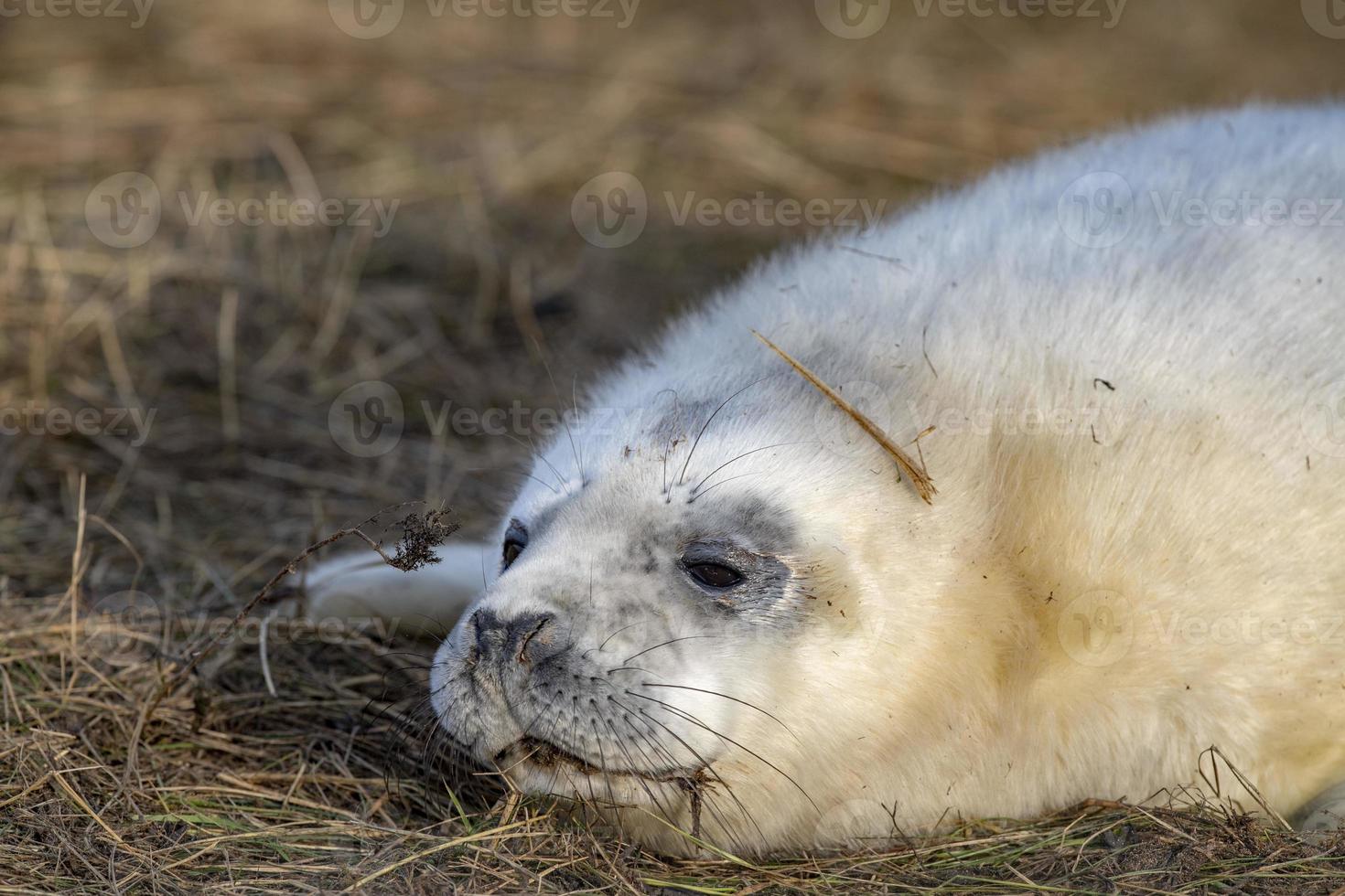 filhote de foca cinza enquanto relaxa na praia na grã-bretanha foto