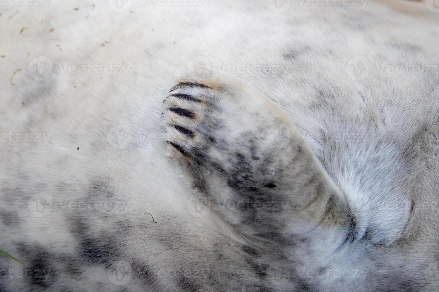 detalhe de barbatana de cachorro de foca cinza foto