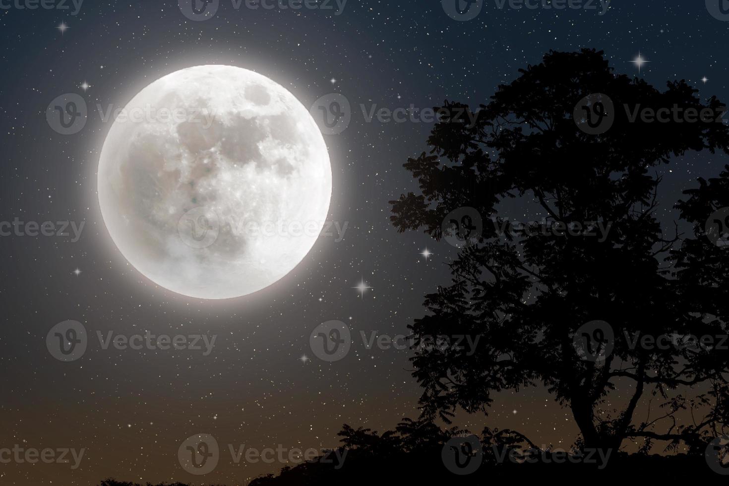 silhueta de árvore ao luar e céu estrelado foto