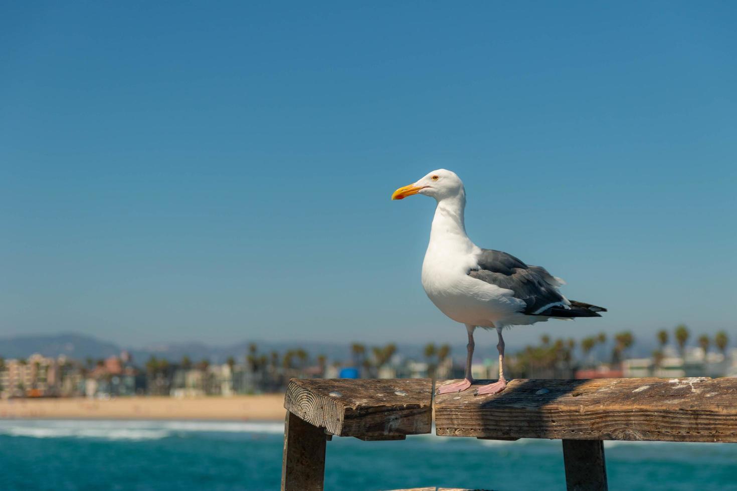 gaivota, olhando para o oceano na Califórnia foto