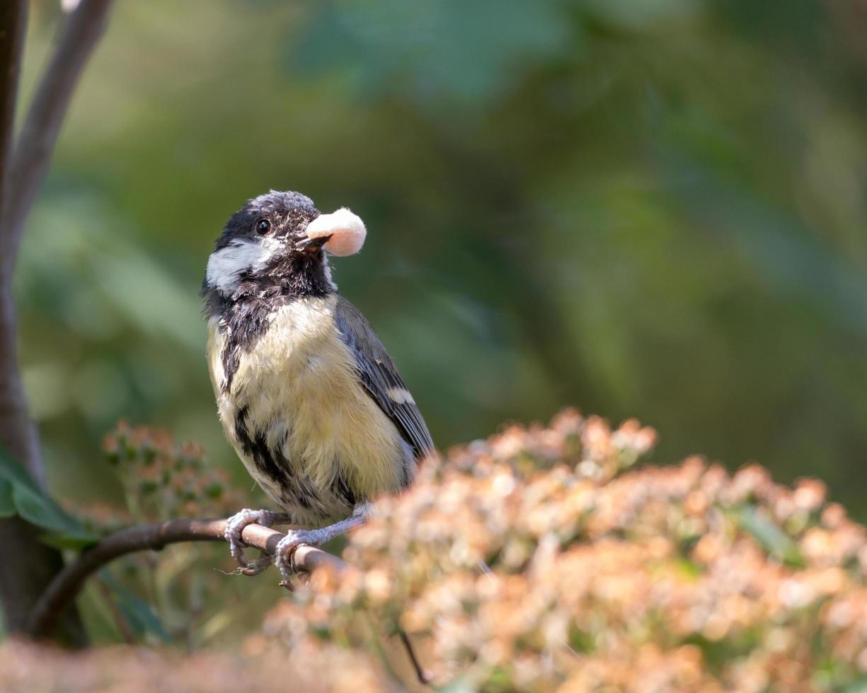 pássaro de chapim segurando comida no bico foto