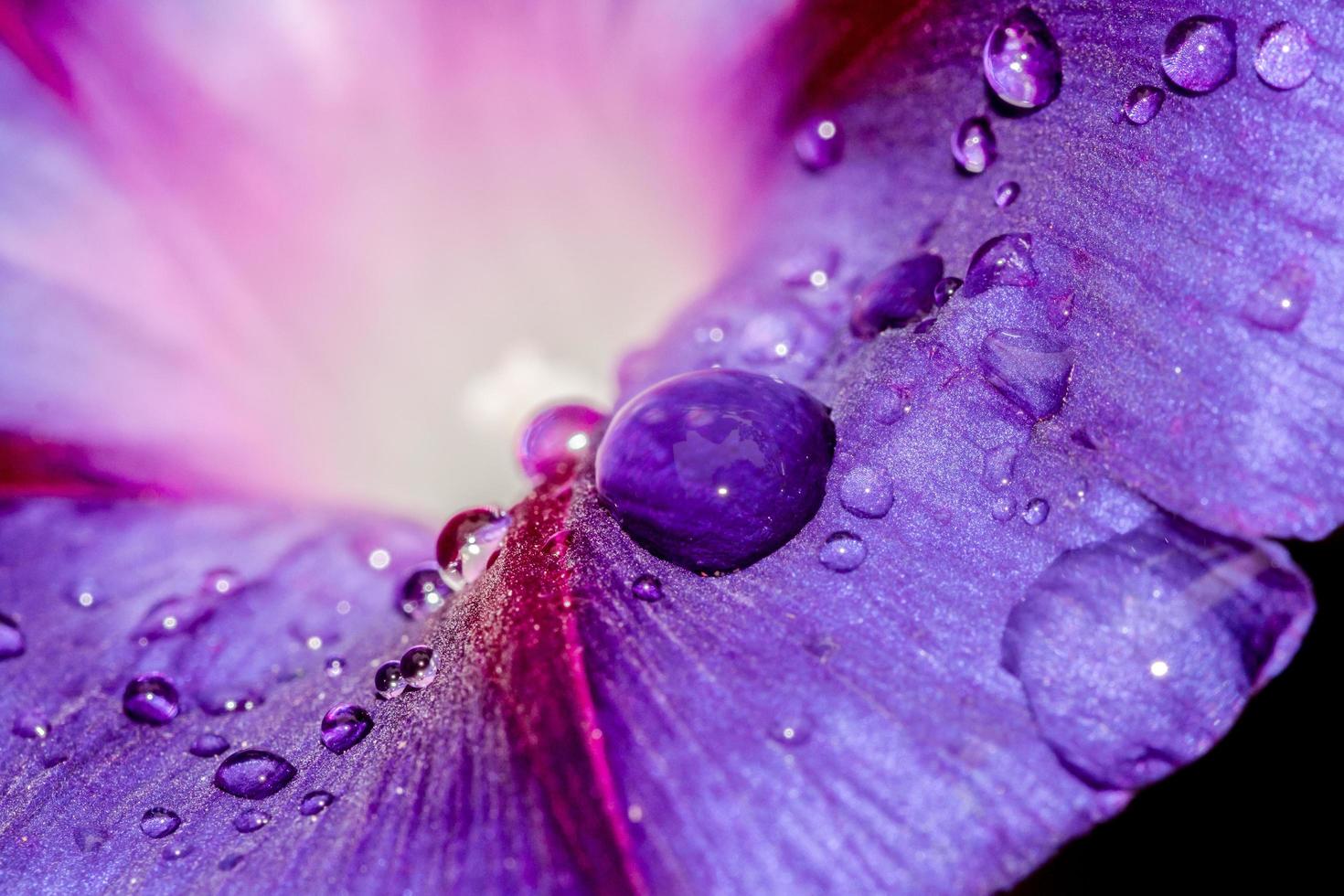 Resumo close-up de flor roxa glória da manhã foto