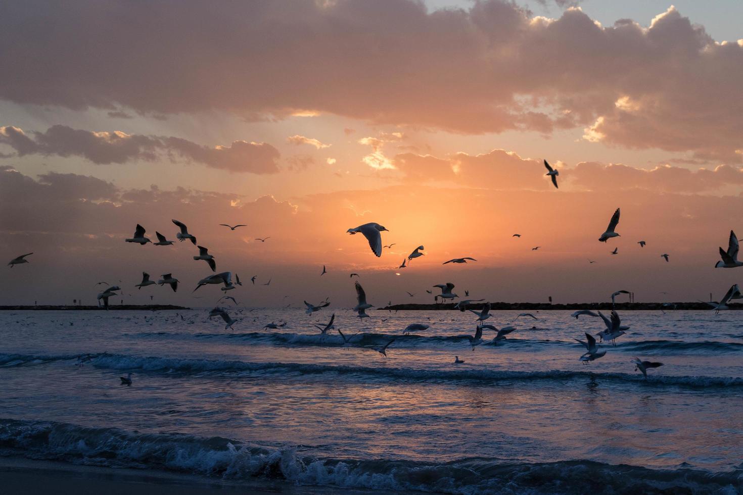 pássaros costeiam uma costa ao pôr do sol foto