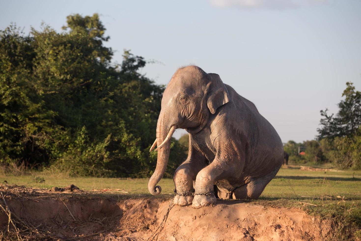 elefante tomando banho de lama foto