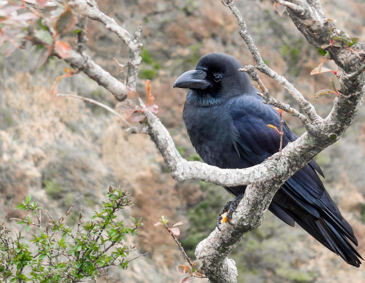 corvo empoleirado no galho de árvore foto