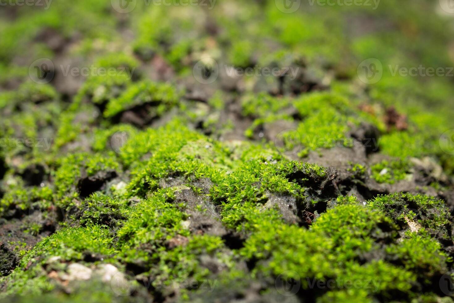 musgo macro na superfície de uma árvore na natureza foto