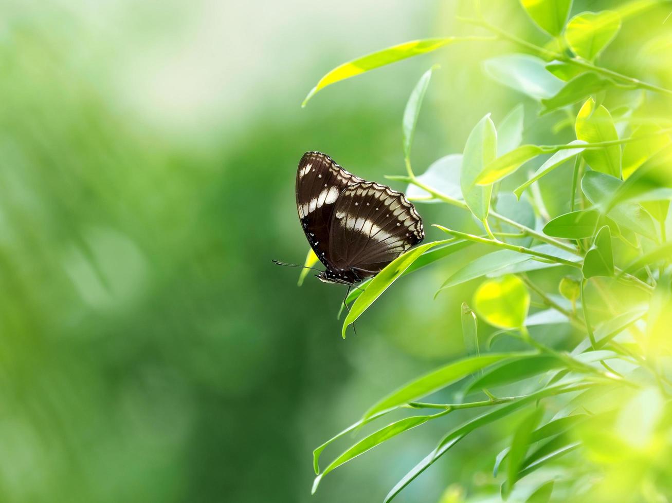borboleta preta no jardim foto