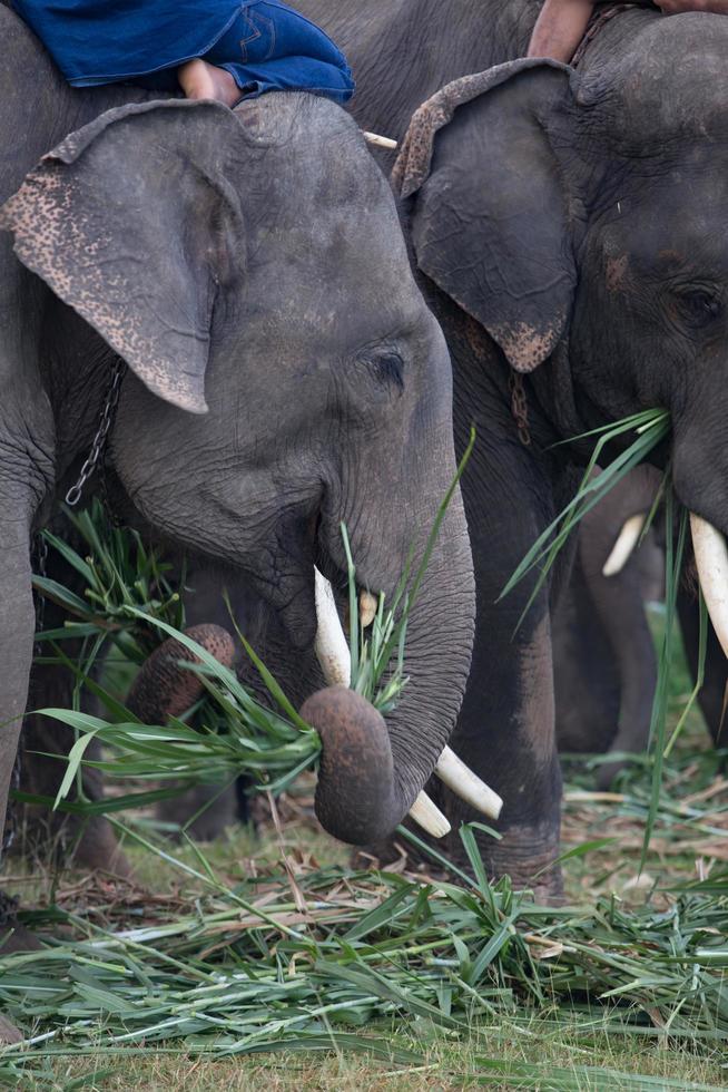 elefante asiático em surin, tailândia foto