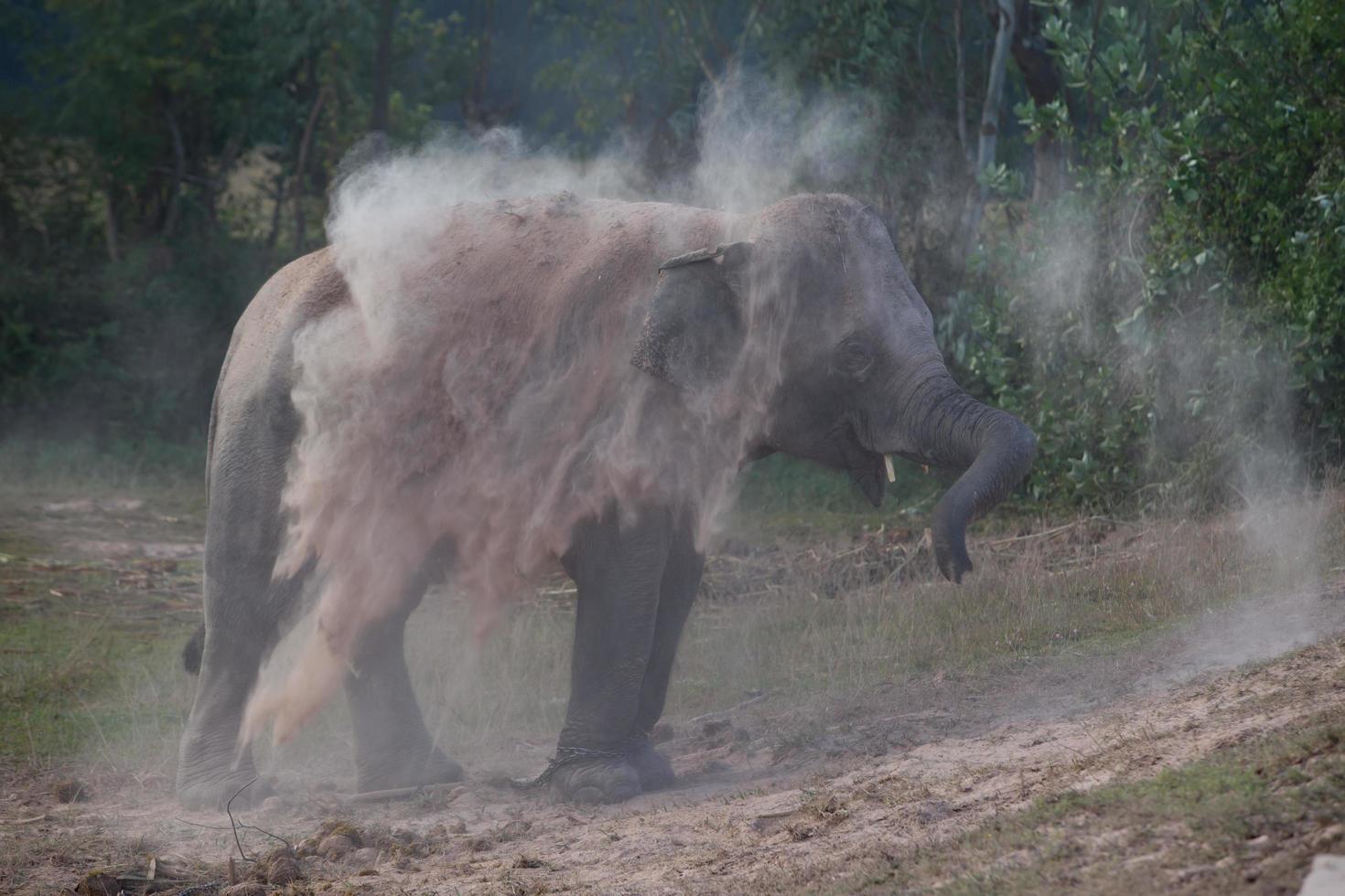 elefante toma banho de poeira foto