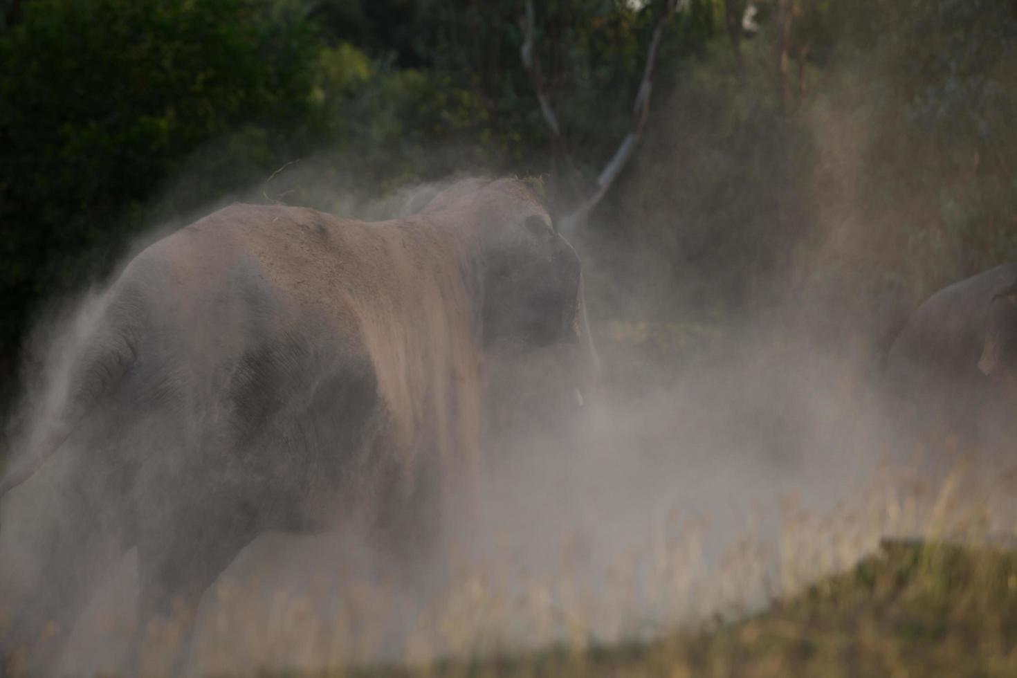 elefante toma banho de poeira foto