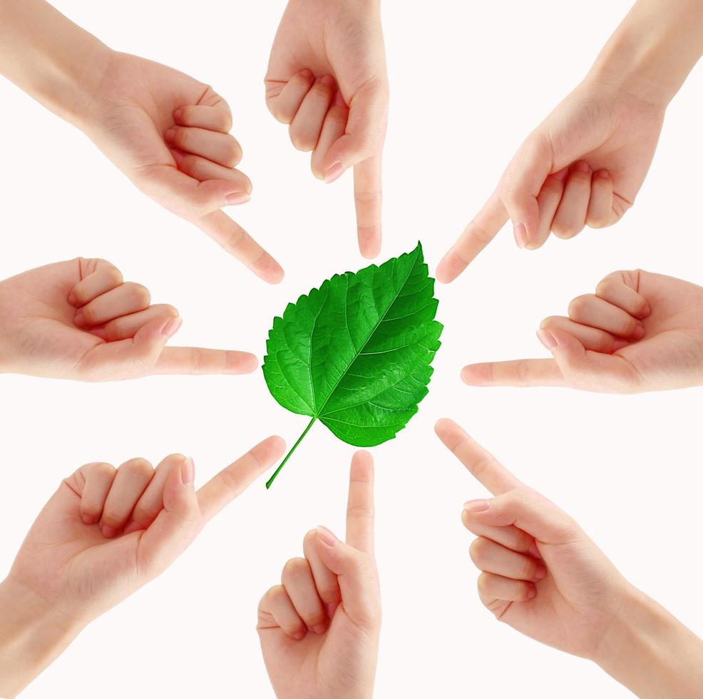 planta verde cercada por mãos em branco foto