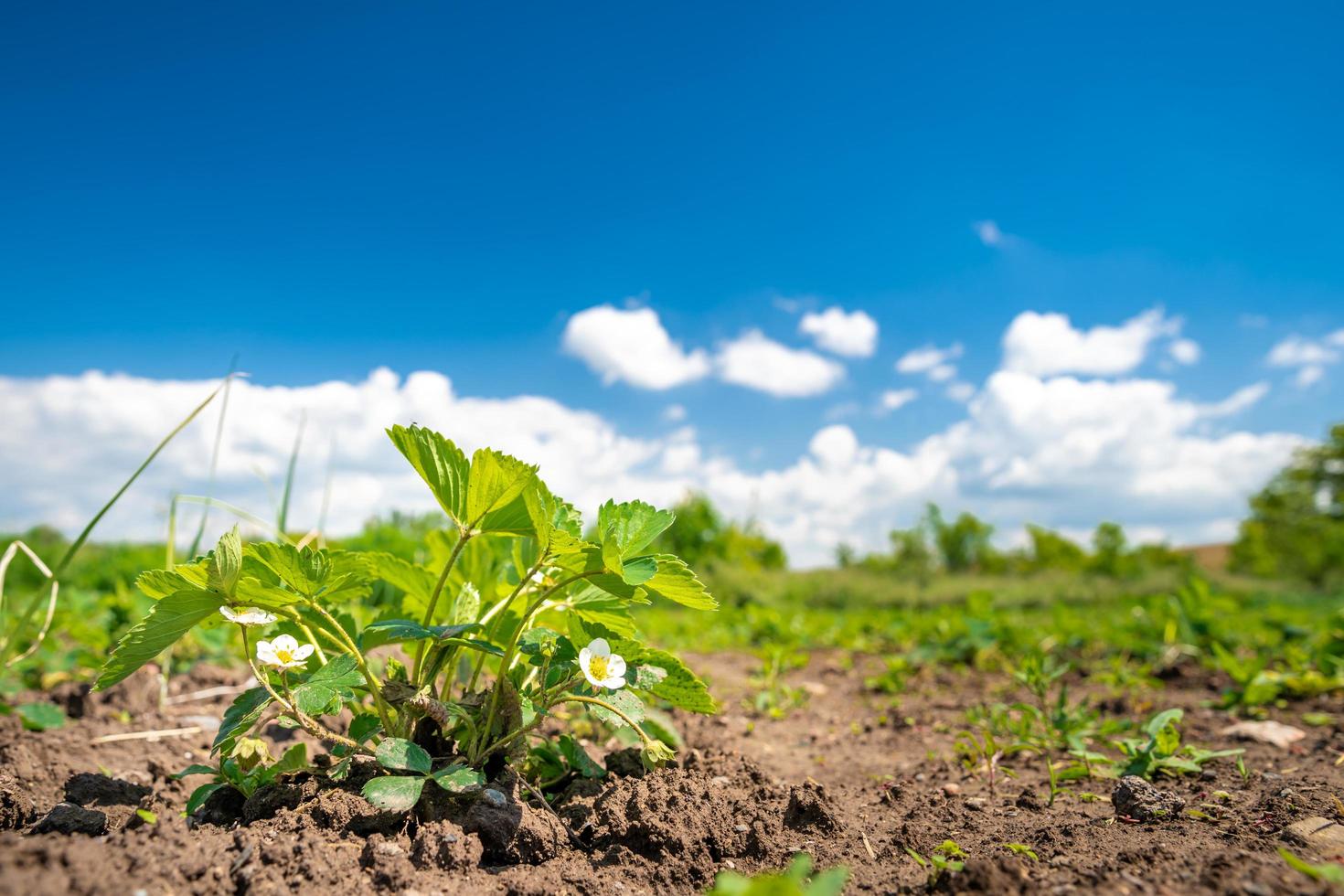 morangos crescendo em pleno sol na fazenda foto