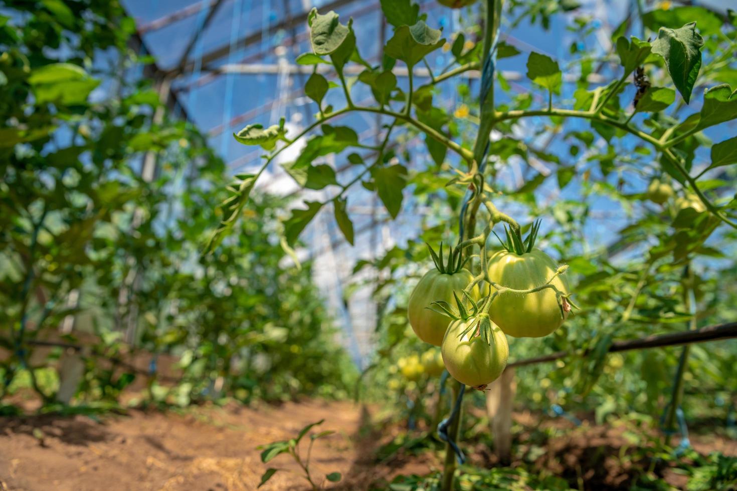 tomates pendurados em pleno sol em estufa foto