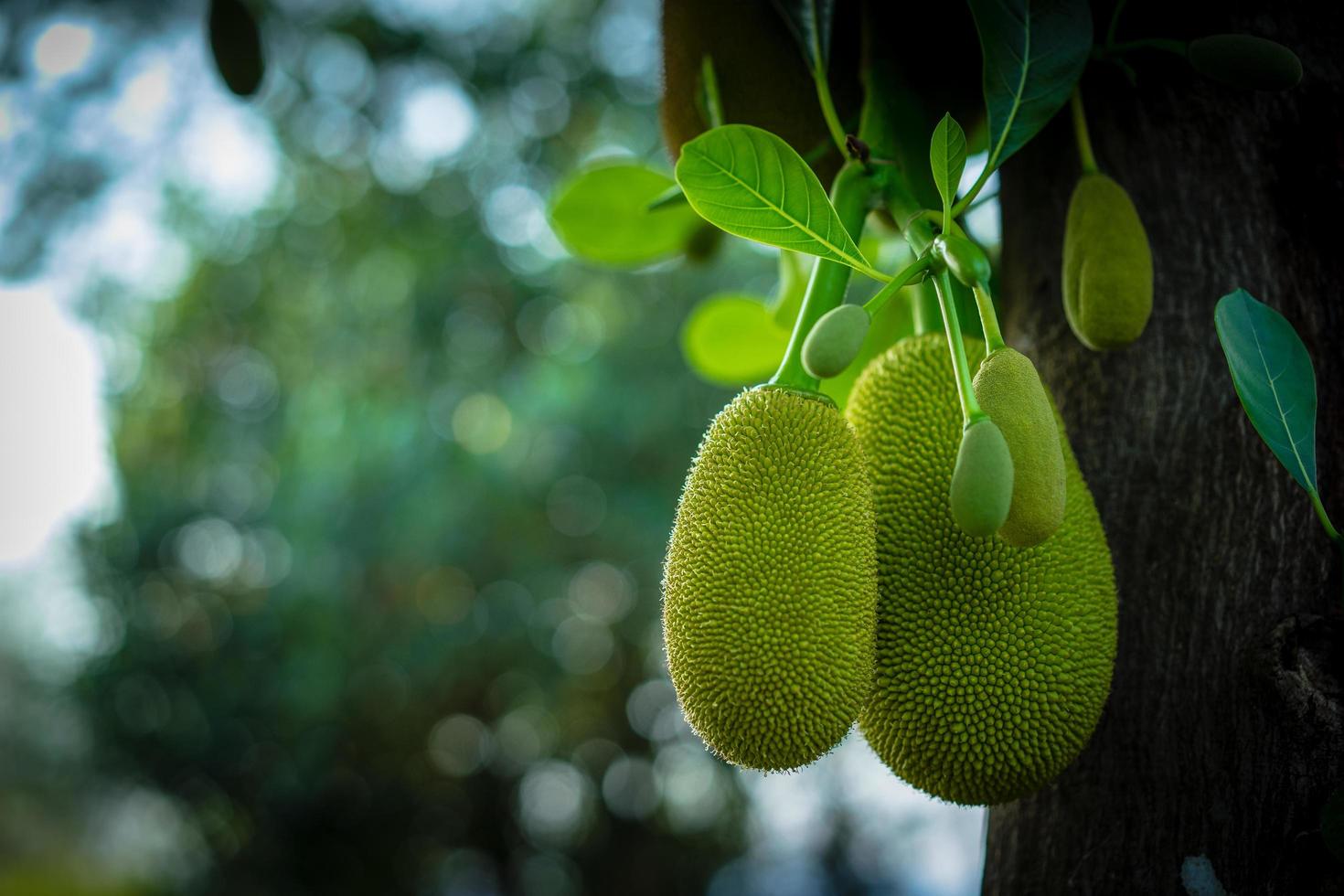 frutas jack pendurado na árvore no jardim foto