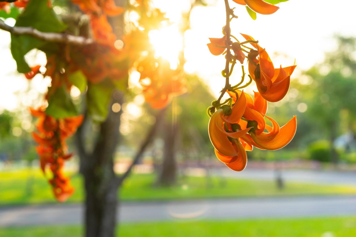 flor de butea monosperma retroiluminada pelo sol foto