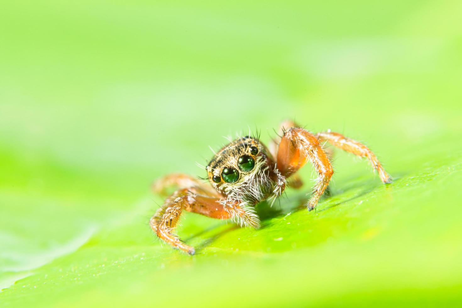 aranha marrom nas folhas verdes foto